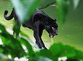 Black jaguar, Amazon