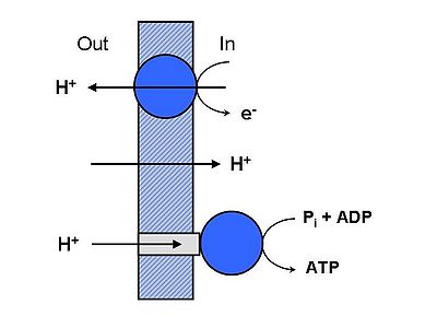 Schemata of ATP_Synthase_proton gradient
