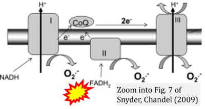 Snyder 2009 Antioxid Redox Signal.png