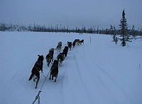 The Iditarod team of fast endurance dogs