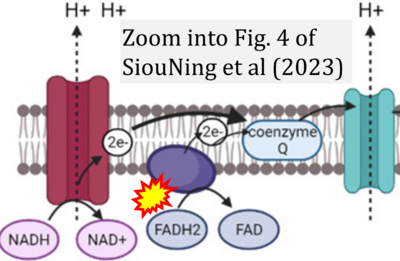SiouNing 2023 Molecules CORRECTION.png