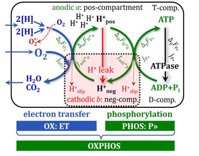 OXPHOS-coupled energy cycles. Source: The blue book