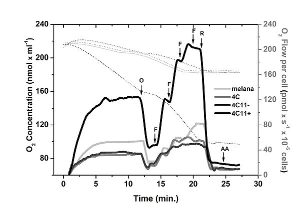 High-resolution respirometry showed an increase in oxidative metabolism in metastatic cell line
