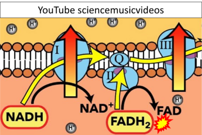 YouTube sciencemusicvideos CORRECTION.png