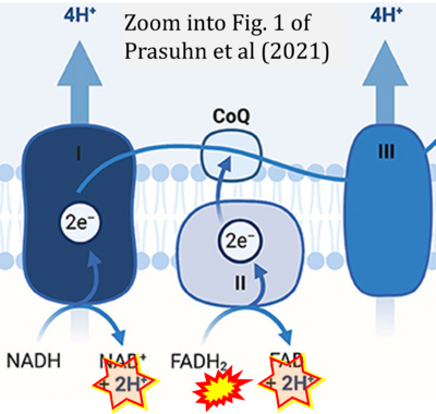 Prasuhn 2021 Front Cell Dev Biol CORRECTION.png