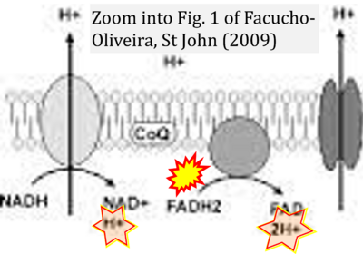 Facucho-Oliveira 2009 Stem Cell Rev Rep CORRECTION.png